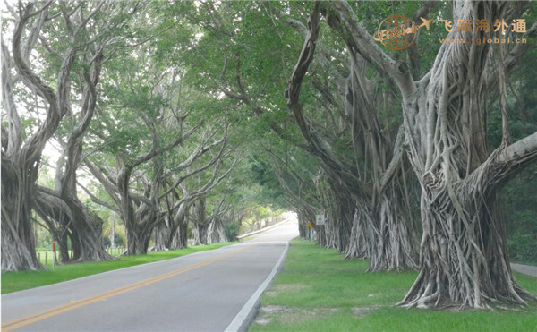 公路两边的大树