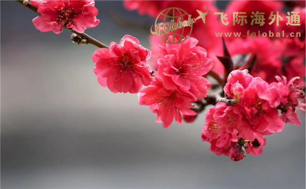 红色的花朵