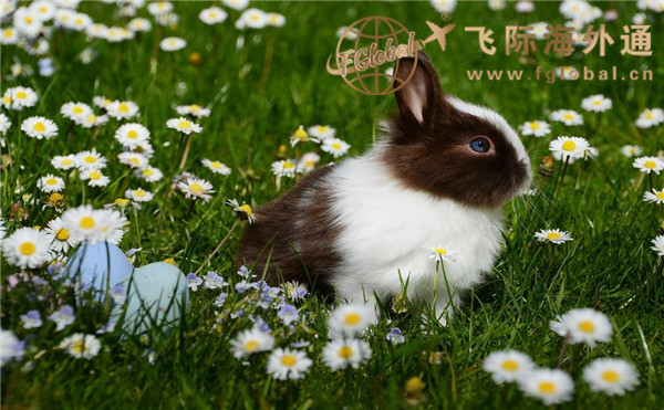 花草丛里的兔子