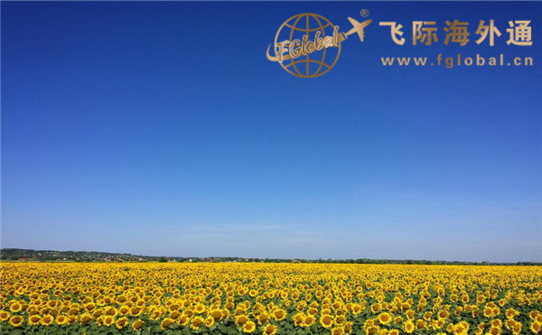 天空下的向日葵花田