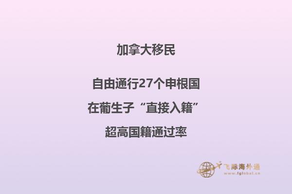 街道边黄色树叶的树木