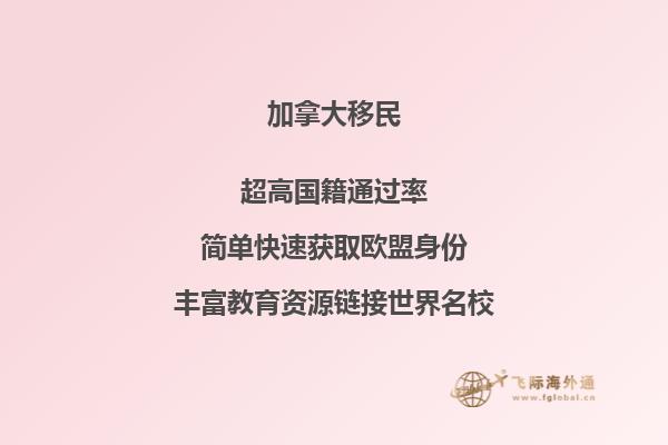 海边沙滩上的一棵树