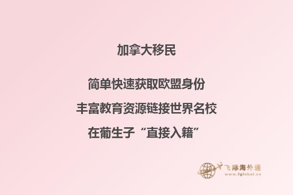 海边沙滩上的一棵树